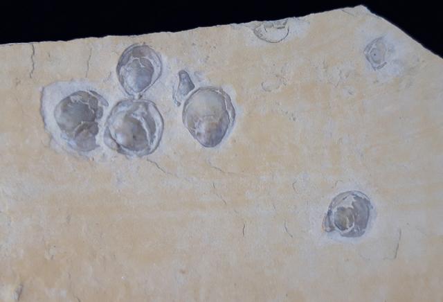 Terebratula sp. MUELLER 1776 - Bild &copy; FossNet FossilienStore